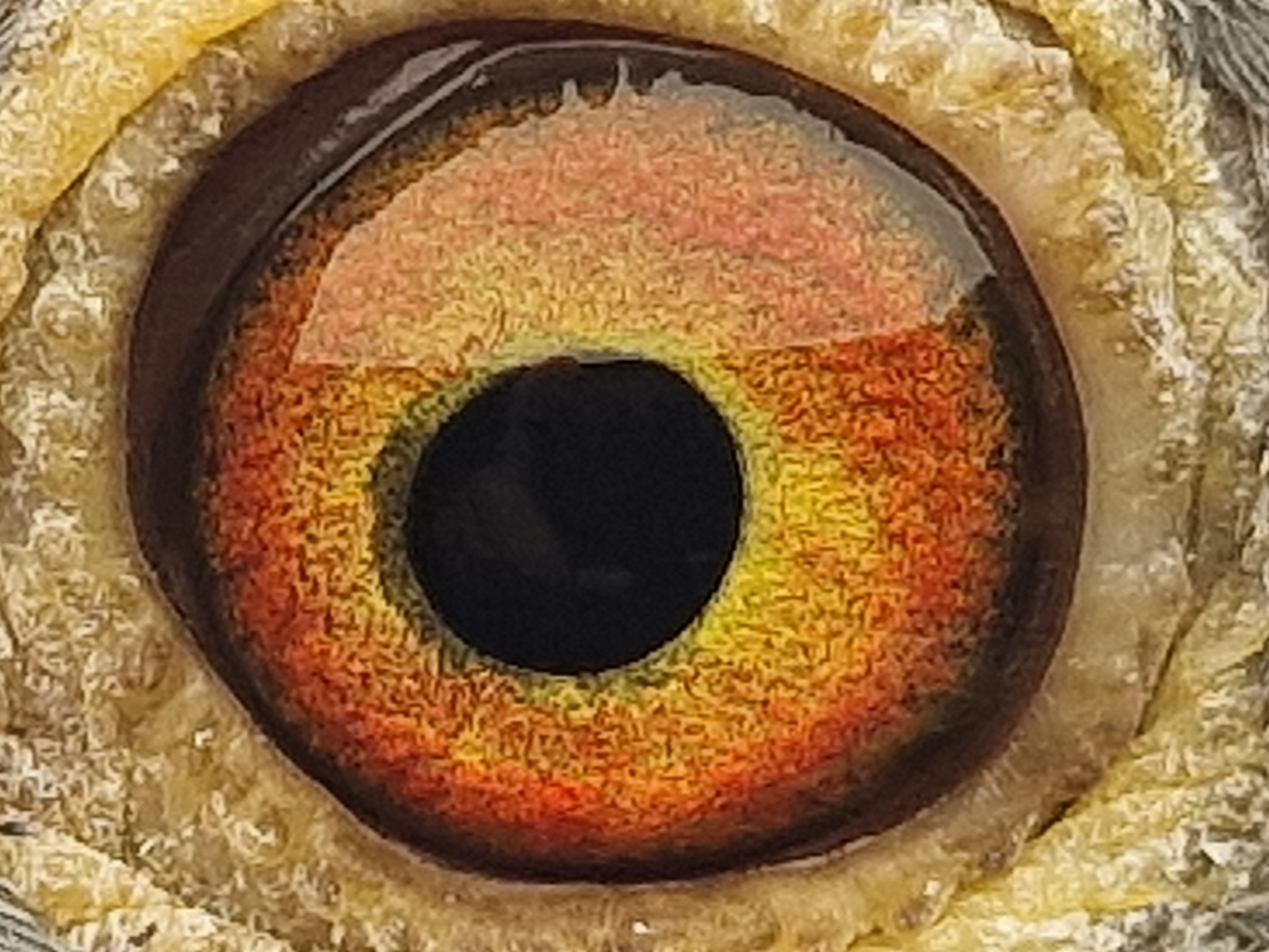 Pigeon eye